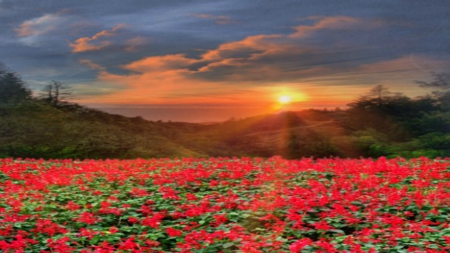 ~*~ Flowery Field ~*~ - flowers, sunset, Flowery Field, landscape, spring sunset