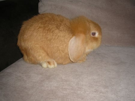 rabbit - carpet, floor, bunny, feet