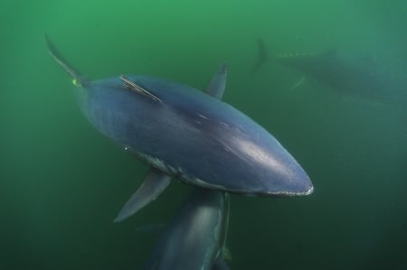 bluefin tuna - in, fishes, water, swimming