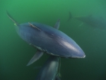 bluefin tuna