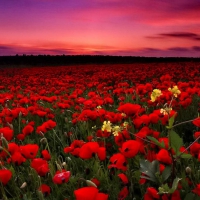 Poppy field at sunset