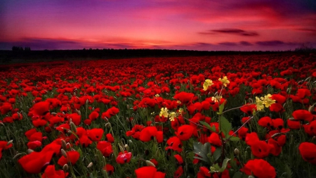 Poppy field at sunset - red, flower, field, sunset, nature