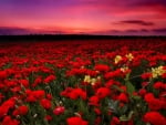 Poppy field at sunset