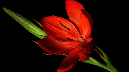 Simply red - flower, petal, nature, red