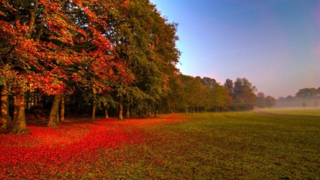 Cry of autumn - nature, tree, autumn, forest