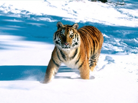 Tiger in winter - crouching, ice, winter, tiger