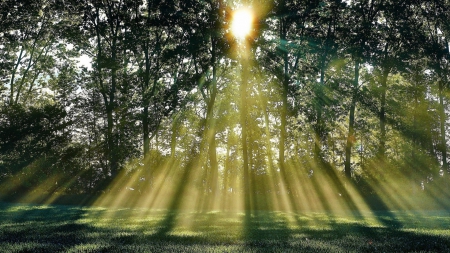 sunbeams through trees - rays, sunshine, lawn, trees, shadows