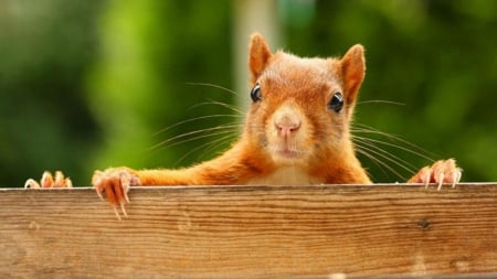 Something to eat - red, animal, cute, squirrel