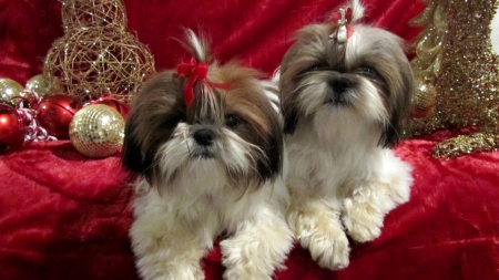 Posing for christmas - shih tzu, couple, dog, cute, christmas