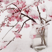 Cherry Blossoms In The Snow