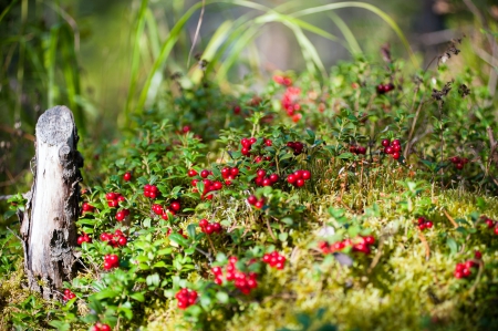 little paradise - red, fruits, paradise, green, little plants