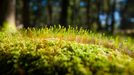 moss - nature, closeup, moss, macro