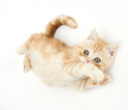 Ginger kitten rolling playfully