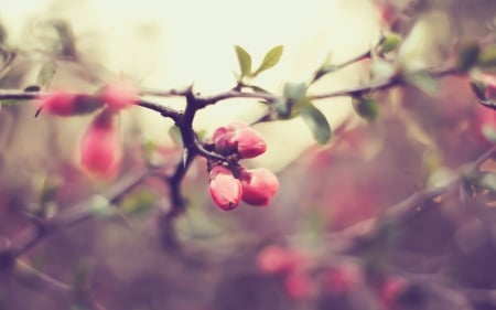 Branch - nature, pink, branch, flowers, flower