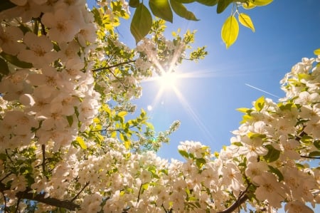 Spring - the sun, rays, flower, spring