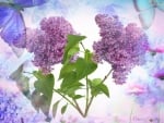 LILACS ON LILACS