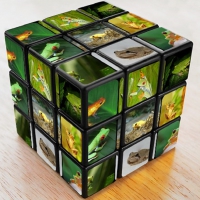 FROG CUBE