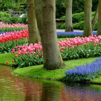 Keukenhof gardens