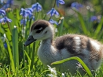 Duckling