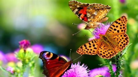 Butterfly - Butterfly, Animals, thre, beautiful