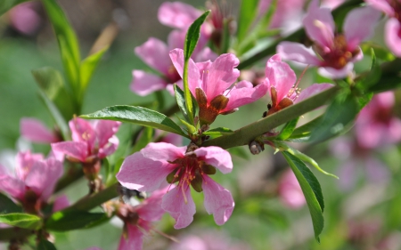 Spring - cherry blossom, pink, branch, green, spring, flower