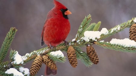 Gorgeus male cardinal in winter - cardinal, pine, red, winter, bird