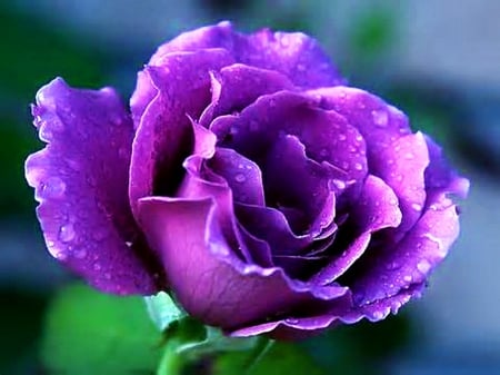 Enchantment - purple, drops, rose, beauty, flower