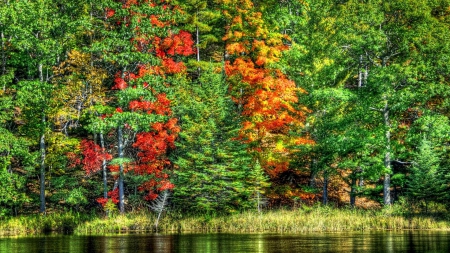 Autumn - nature, autumn, forest, river, tree