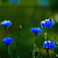 Blue Flowers