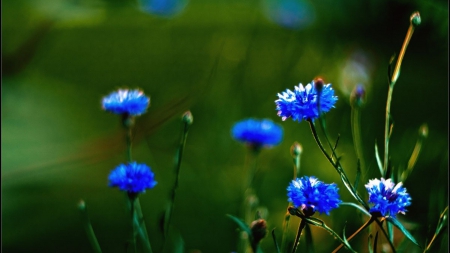 Blue Flowers - nature, blue flowers, blue flower, blue, green, flowers, flower