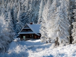 Winter Cottage