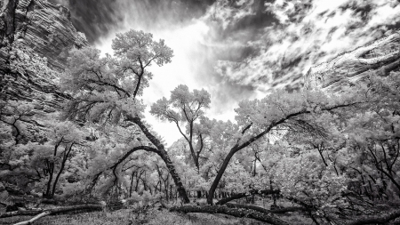 gorgeous nature in greyscale hdr - forest, clouds, tree, hdr, cliffs, greyscale