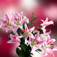 Flowers background