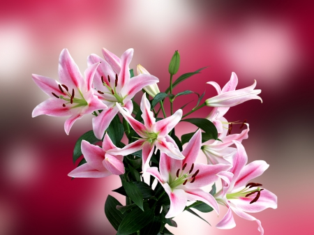 Flowers background - freshness, background, beautiful, photoshop, leaves, bouquet, flowers, lovely