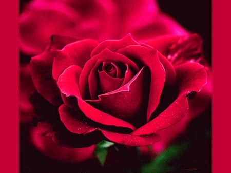 Red red rose - beauty, red, green, rose, flower