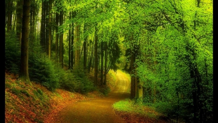 Walking in spring - path, nature, spring, forest, tree