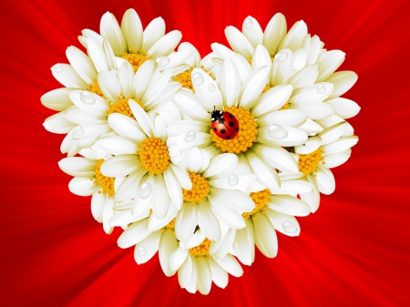 Daisies heart - Other & Abstract Background Wallpapers on Desktop Nexus