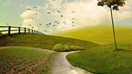 Taking a walk - path, hill, bird, fence, nature