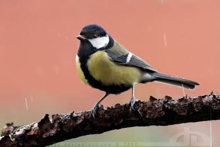 Wet Tit - abstract, birds, photography, wet, spring, sweet, nature, rain, tit cute, animals, wildlife, wild, wallpaper