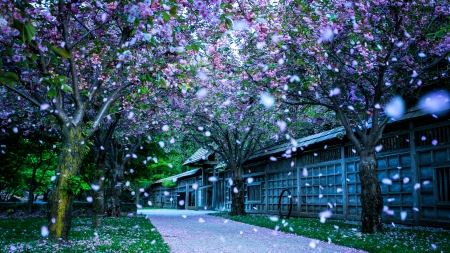 petals falling from blossoms in a canadian park hdr - trees, petals, park, blossom, hdr, path