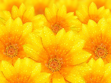 Yellow Flowers - nature, yellow flowers, petals, flowers, drops