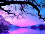 tree over a lake in purple shades