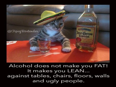 Cuervo Cat - animals, cats, humor, funny, mexican