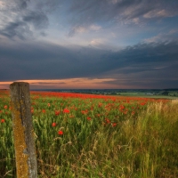 wheat and poppy field at sundown