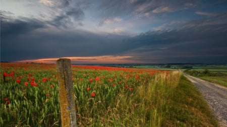 wheat and poppy field at sundown - flowers, clouds, sundown, road, post, field