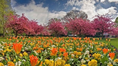 flower beds in a lovely park - flowers, clouds, trees, blossoms, lawn, houses, park