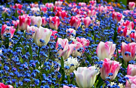 Dreams of spring - white, blue, pink, tulips, flowers, field