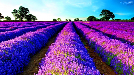 Purple rows - flowers, field, purple, rows