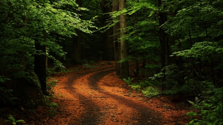 Road forest - tree, forest, path, road