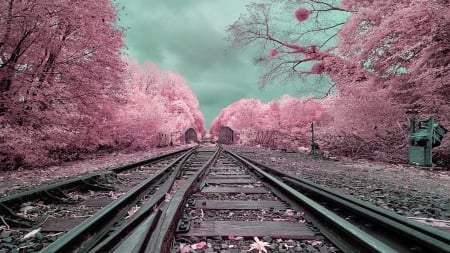 Winter - winter, train, tree, road